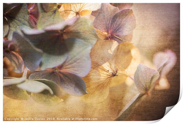 Fading Hydrangea  Print by Jackie Davies