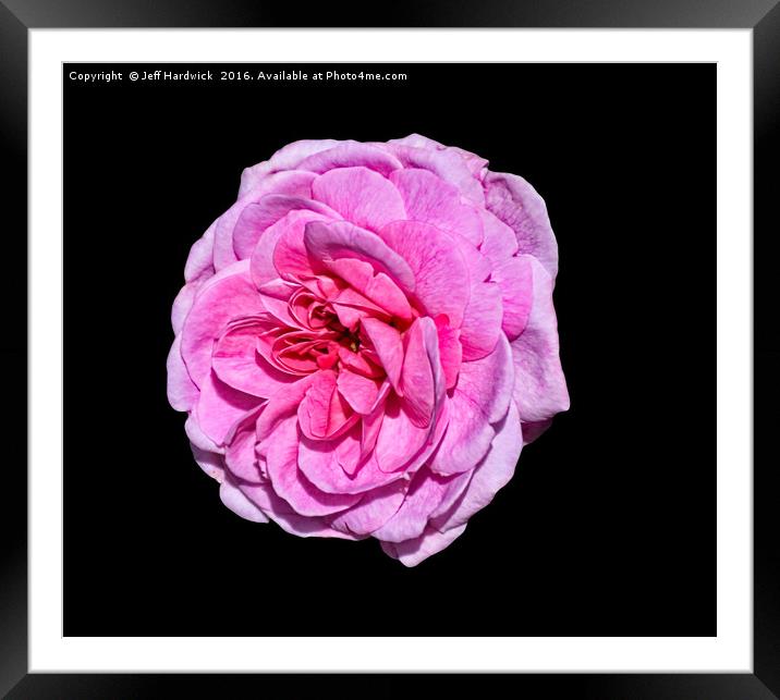 Pink Rose Framed Mounted Print by Jeff Hardwick