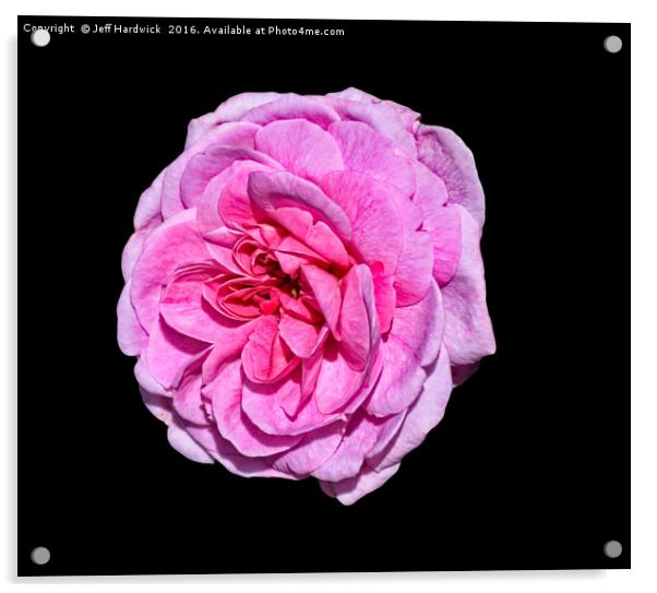 Pink Rose Acrylic by Jeff Hardwick