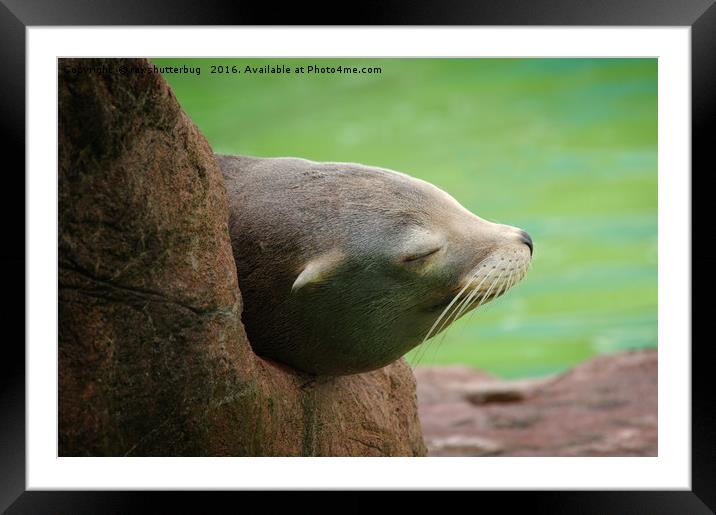 Sleepy Sea Lion Framed Mounted Print by rawshutterbug 