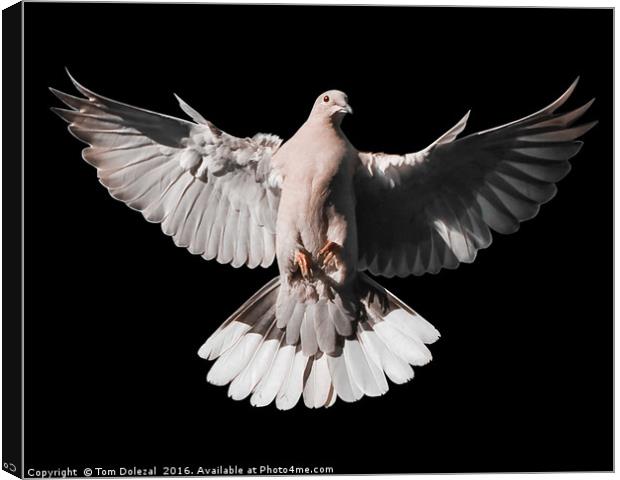 Incoming Collar Dove Canvas Print by Tom Dolezal