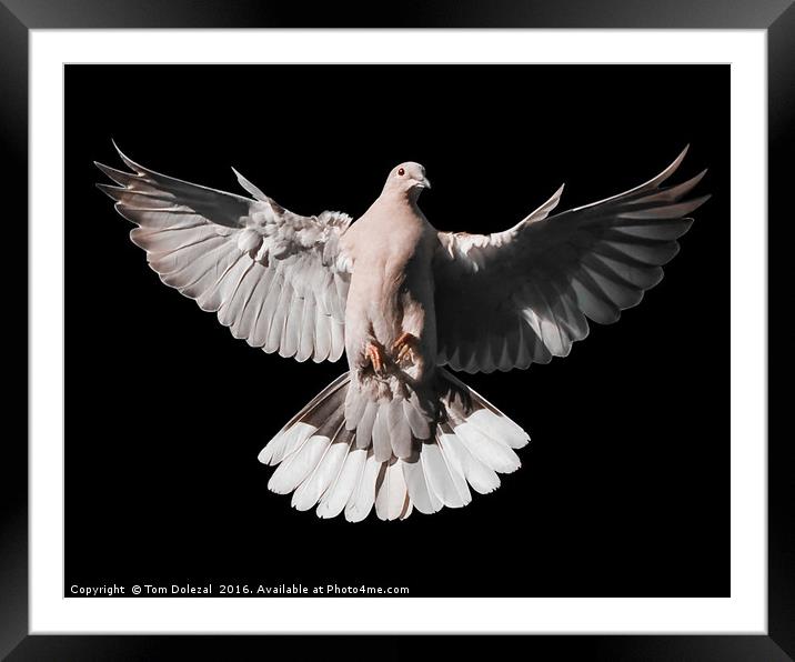 Incoming Collar Dove Framed Mounted Print by Tom Dolezal
