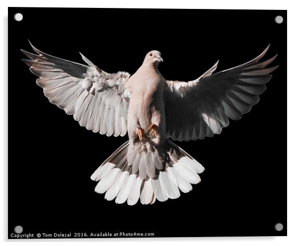 Incoming Collar Dove Acrylic by Tom Dolezal