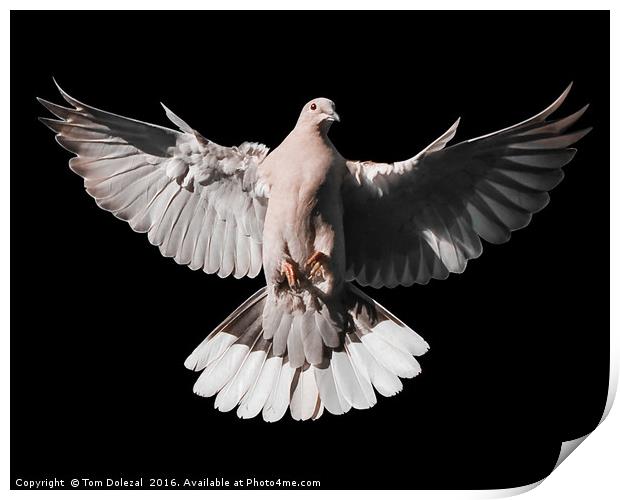 Incoming Collar Dove Print by Tom Dolezal