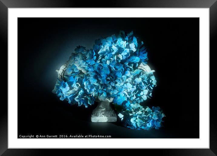 Blue Hydrangea Blossom Framed Mounted Print by Ann Garrett