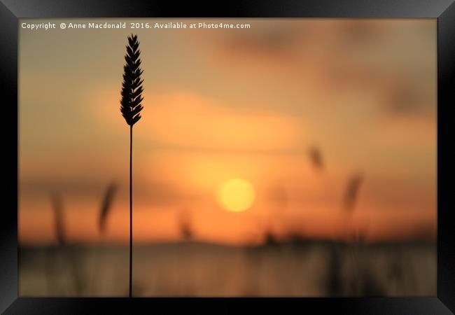 Tall Grass In The Sunset Framed Print by Anne Macdonald