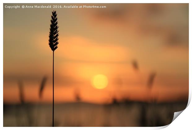 Tall Grass In The Sunset Print by Anne Macdonald