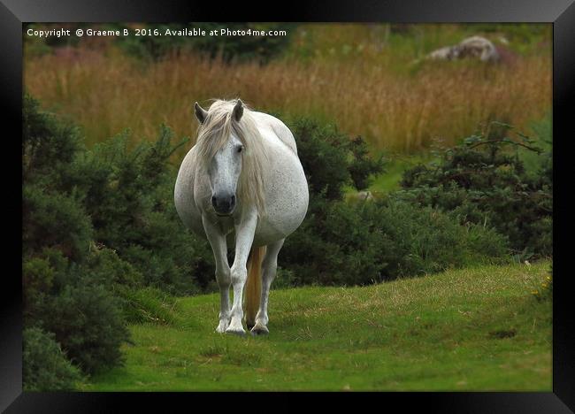 Dartmoor Pony  Framed Print by Graeme B