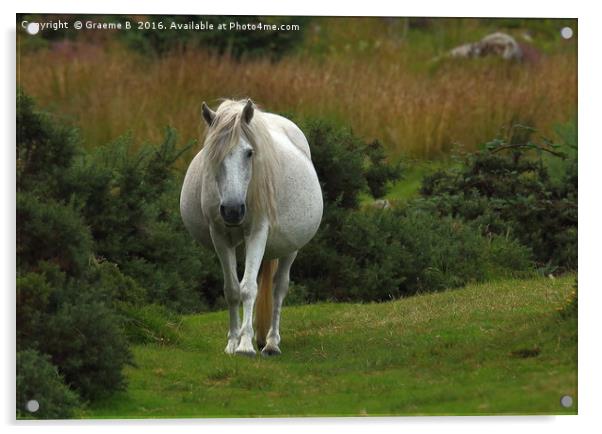 Dartmoor Pony  Acrylic by Graeme B