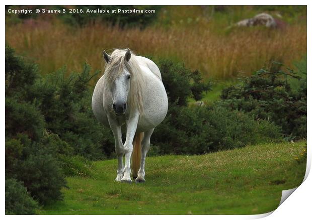 Dartmoor Pony  Print by Graeme B