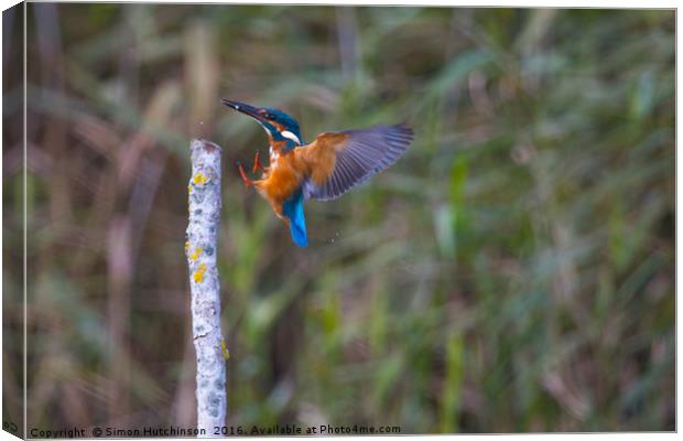 Kingfisher after a successful dive Canvas Print by Simon Hutchinson
