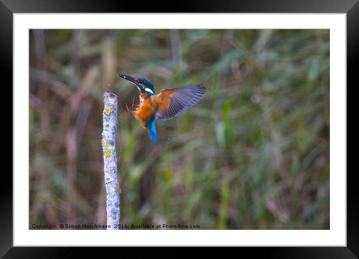 Kingfisher after a successful dive Framed Mounted Print by Simon Hutchinson
