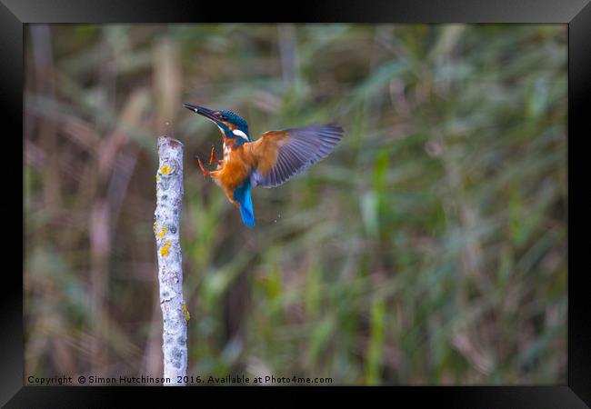 Kingfisher after a successful dive Framed Print by Simon Hutchinson