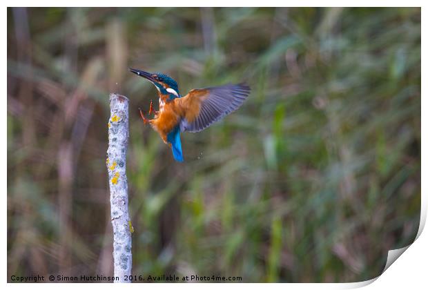 Kingfisher after a successful dive Print by Simon Hutchinson