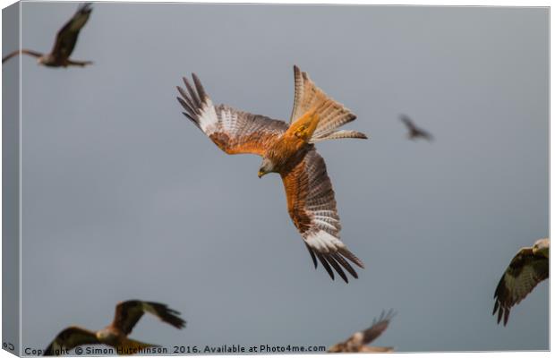Red Kite diving Canvas Print by Simon Hutchinson
