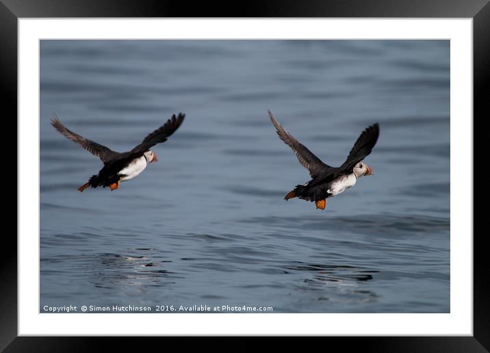 Puffins in flight Framed Mounted Print by Simon Hutchinson