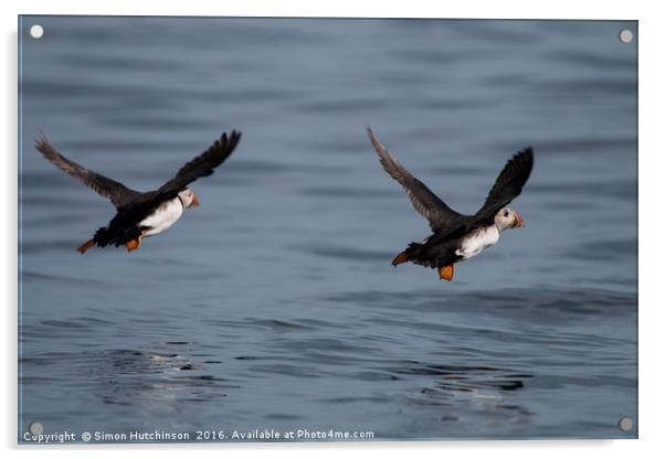 Puffins in flight Acrylic by Simon Hutchinson