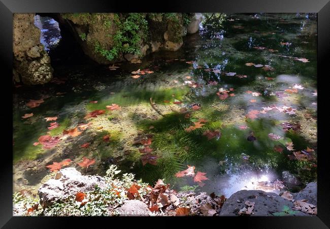 rays and leaves on water Framed Print by Marinela Feier