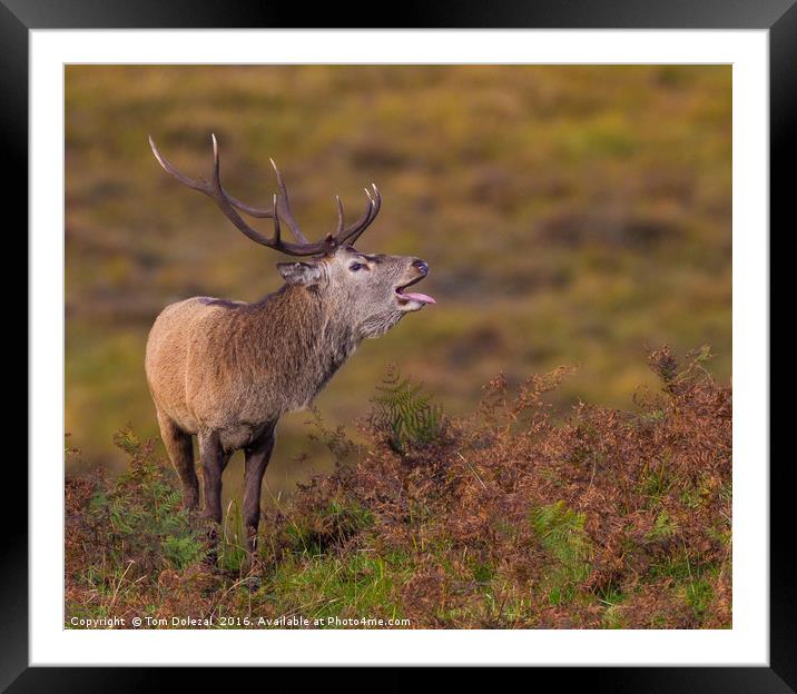 Highlands rutting stag Framed Mounted Print by Tom Dolezal