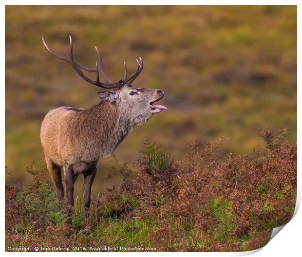 Highlands rutting stag Print by Tom Dolezal
