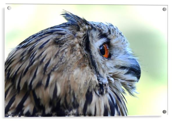 Eagle Owl 2 Acrylic by michelle rook
