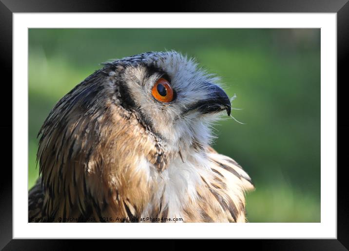 Eagle Owl 3 Framed Mounted Print by michelle rook