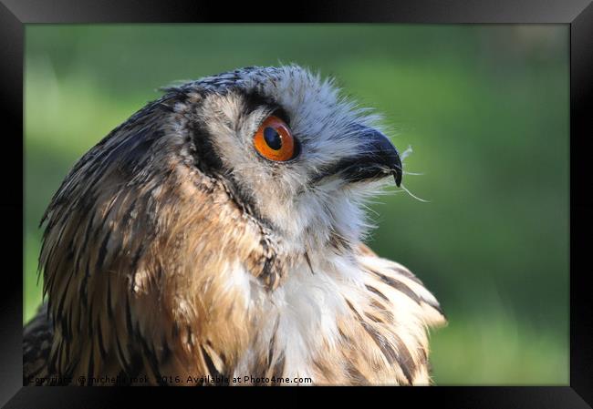 Eagle Owl 3 Framed Print by michelle rook