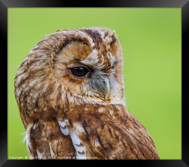 Tawny Owl eye Framed Print by Tom Dolezal