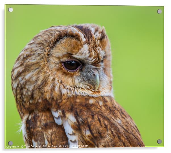 Tawny Owl eye Acrylic by Tom Dolezal