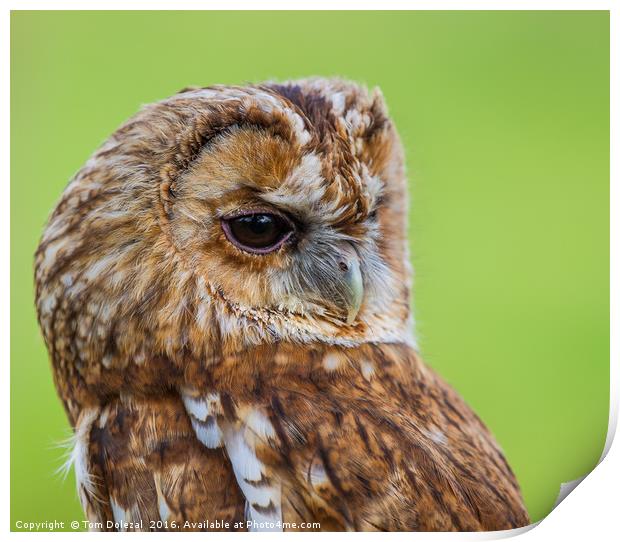 Tawny Owl eye Print by Tom Dolezal