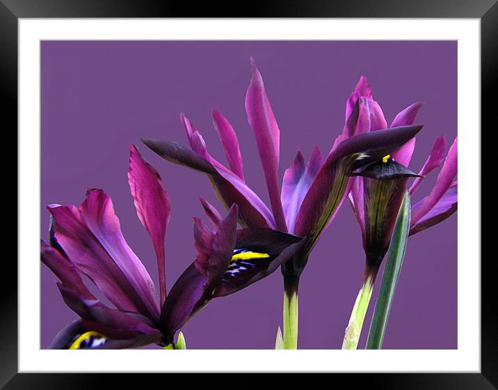 Springtime Irises Framed Mounted Print by Jacqi Elmslie