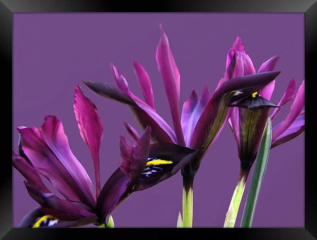 Springtime Irises Framed Print by Jacqi Elmslie