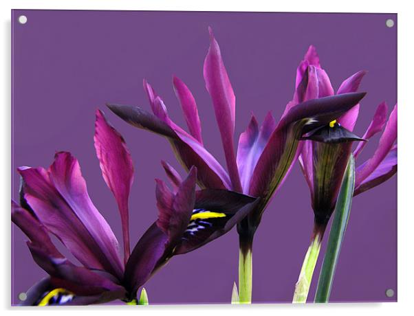 Springtime Irises Acrylic by Jacqi Elmslie