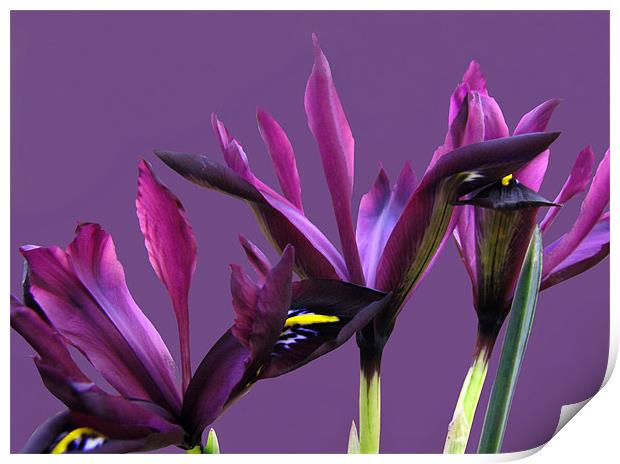 Springtime Irises Print by Jacqi Elmslie