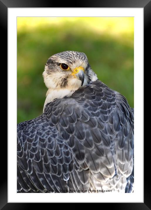 Peregrine 2 Framed Mounted Print by michelle rook