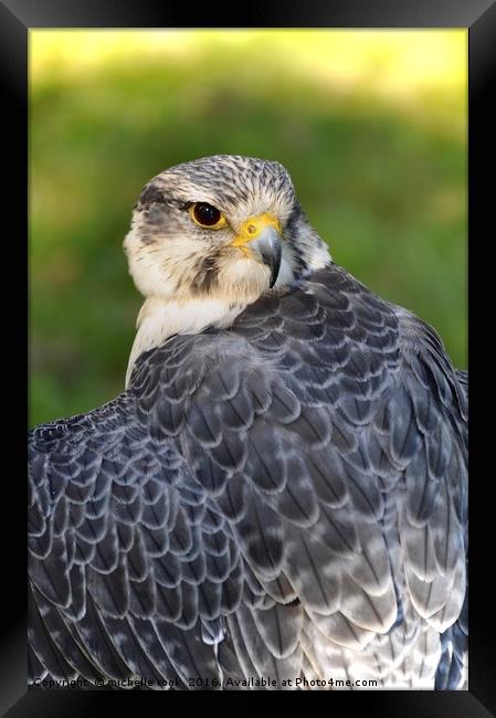Peregrine 2 Framed Print by michelle rook