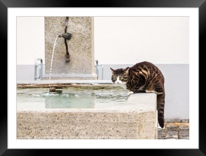 I'm Thirsty, Time For A Drink Framed Mounted Print by Lynne Morris (Lswpp)