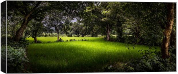 The rice field Canvas Print by Indranil Bhattacharjee
