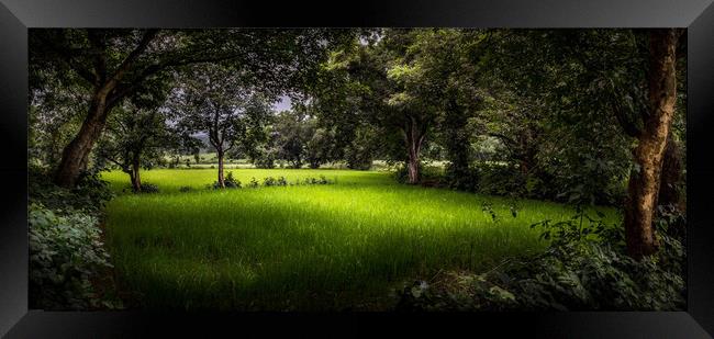 The rice field Framed Print by Indranil Bhattacharjee