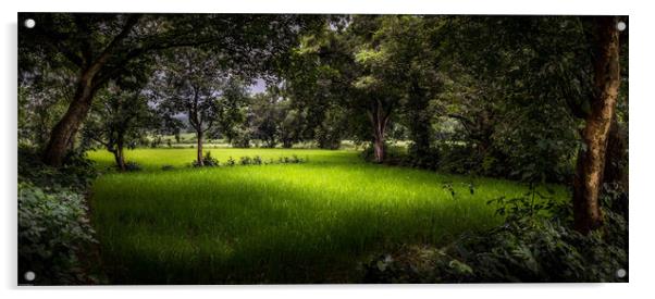 The rice field Acrylic by Indranil Bhattacharjee