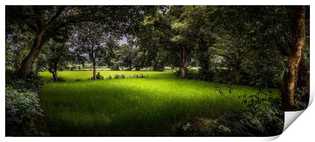 The rice field Print by Indranil Bhattacharjee