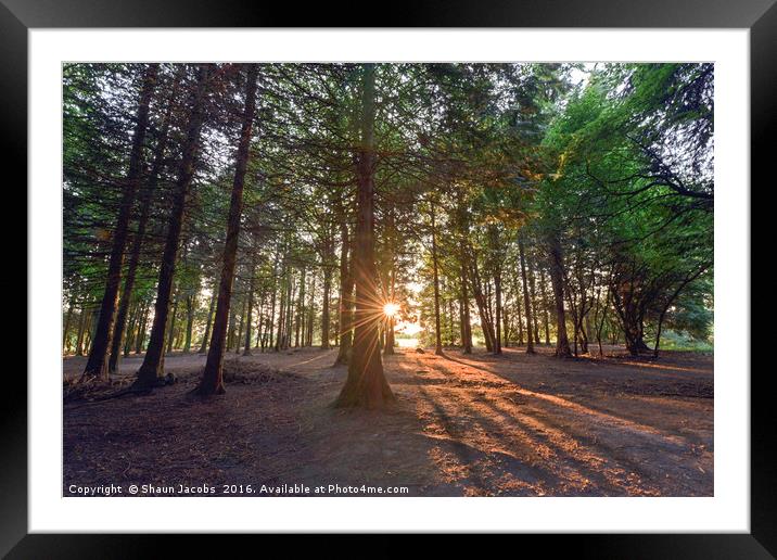 Forest sunshine  Framed Mounted Print by Shaun Jacobs