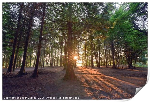 Forest sunshine  Print by Shaun Jacobs