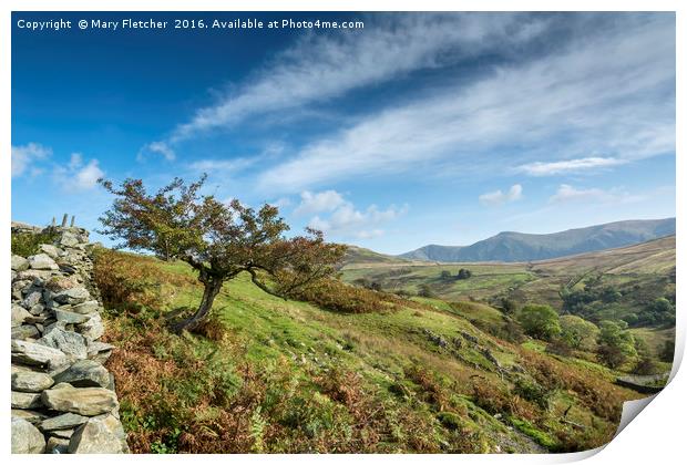 Lone tree in the Lake District Print by Mary Fletcher