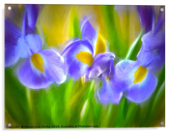 Iris Delight Acrylic by Sharon Lisa Clarke