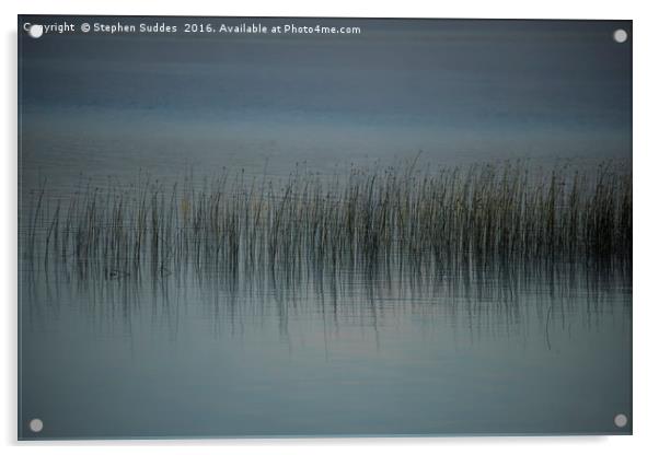 Sedge and long grass in lakeside shallows  Acrylic by Stephen Suddes