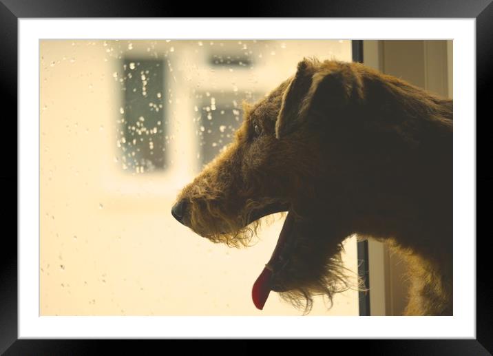 irish terrier Framed Mounted Print by Bob New