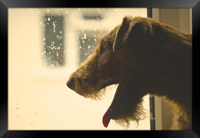 irish terrier Framed Print by Bob New