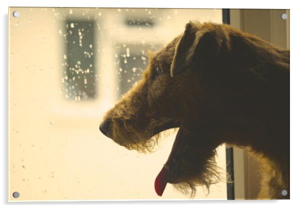 irish terrier Acrylic by Bob New