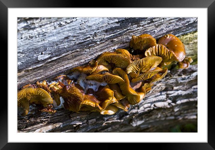 Fungi Framed Mounted Print by David French